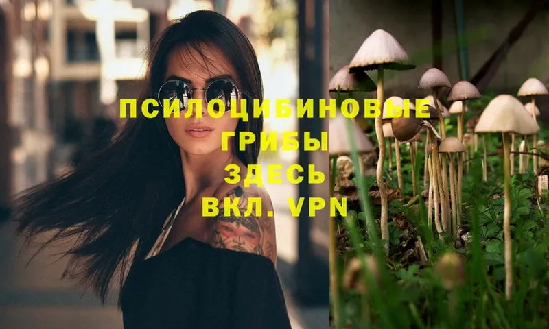 Псилоцибиновые грибы Psilocybe  где купить   Венёв 